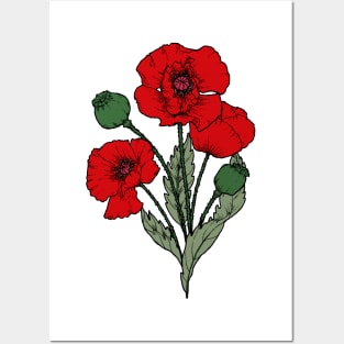 Drawing of a poppy Posters and Art